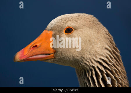 Anatra domestica, Junction City Pond, Oregon Foto Stock