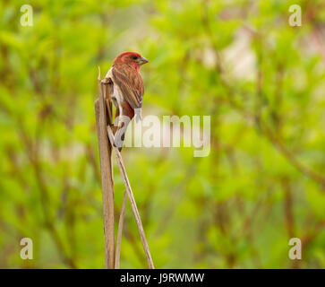 House Finch (Haemorhous mexicanus), William Finley National Wildlife Refuge, Oregon Foto Stock