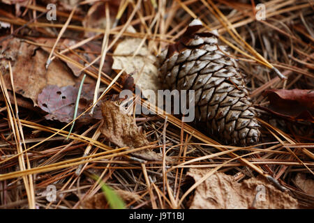 Forest Floor in autunno. Foto Stock