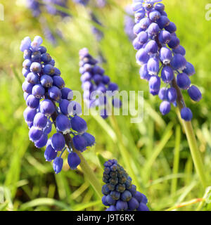 Lupino azzurro fiori Foto Stock