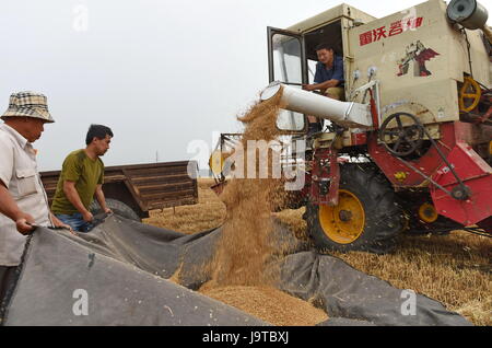 Shijiazhuang cinese nella provincia di Hebei. 2 Giugno, 2017. Gli agricoltori di grano raccolto nei campi Liulin villaggio di Julu County, a nord della Cina di nella provincia di Hebei, Giugno 2, 2017. Credito: Yang Shiyao/Xinhua/Alamy Live News Foto Stock