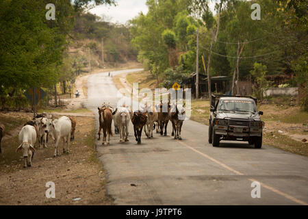 Un carrello condivide la strada con una mandria di bovini in rural El Sauce comune, Léon Reparto, Nicaragua. Foto Stock