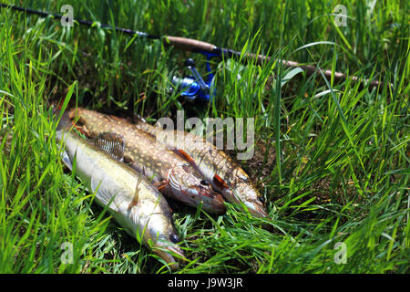 Il pesce e la filatura di close-up. Pesce predatore sull'erba verde. Pikeperch e pike dal di sopra. Foto Stock
