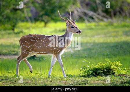 Wild Spotted cervi nel parco nazionale Yala, Sri Lanka Foto Stock