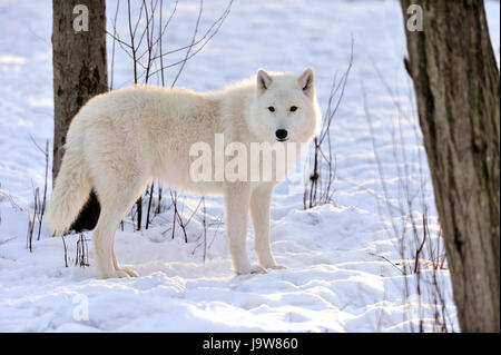 Bella wild lupo bianco in inverno Foto Stock