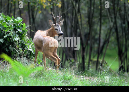 Giovane cervo nella foresta di estate Foto Stock