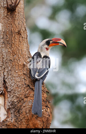 Rosso africana fatturati Hornbill appollaiato in una struttura ad albero Foto Stock