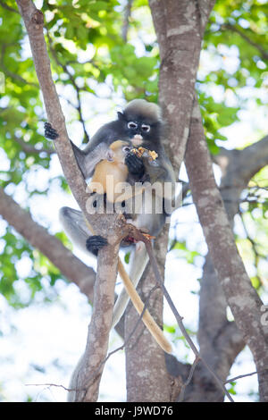 La foglia dusky scimmia, spectacled langur o foglia spectacled monkey (Trachypithecus obscurus),una madre Dusky Leaf monkey e il suo bambino di colore giallo. Foto Stock