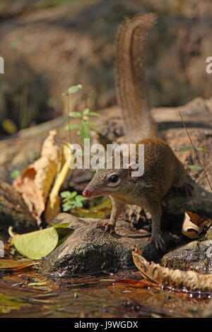 Adulto proveniente dalla foresta piscina a bere Kaeng Krachen, Thailandia Febbraio 2011 Foto Stock