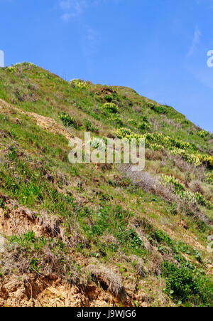 Albero di lupini, Lupinus arboreus, spargimento su scogliere sulla Costa North Norfolk a Mundesley, Norfolk, Inghilterra, Regno Unito. Foto Stock