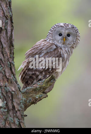 Ural Allocco (Strix uralensis), seduta sul tronco di pino, foresta Boema, Repubblica Ceca Foto Stock