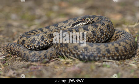 Politica europea comune in materia di Viper (Vipera berus), la politica europea comune in materia di sommatore, marrone morph in posizione di attacco, Augsburg, Baviera, Germania Foto Stock