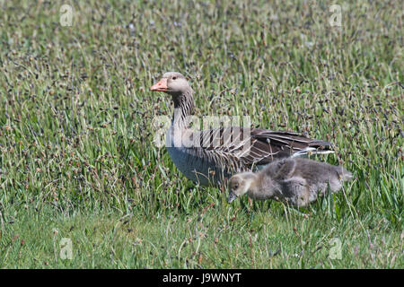 Graylag goose (Anser anser) con pulcino, passeggiate in campo, Texel, North Holland, Paesi Bassi Foto Stock