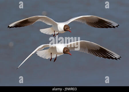 Volare a testa nera gabbiani (Larus ridibundus) in allevamento plummage, Frisia settentrionale, Schleswig-Holstein il Wadden Sea National Park Foto Stock