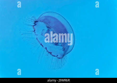 Meduse comune (Aurelia aurita), Blu, Mar Rosso, Egitto Foto Stock