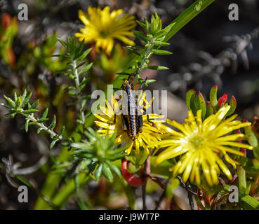 Una schiuma Koppie Grasshopper su fiori gialli in Africa australe Foto Stock