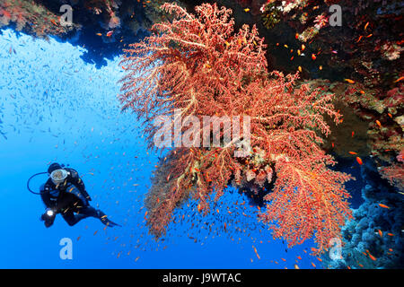 Sommozzatore guardando grandi soft coral ventola (Siphonogorgia godeffroyi) Mar Rosso, Egitto Foto Stock