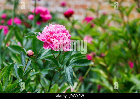 Peonie rosa (Paeonia lactiflora) crescente al confine di un inglese il giardino murato in tarda primavera e inizio estate, Surrey, sud-est dell'Inghilterra, Regno Unito Foto Stock