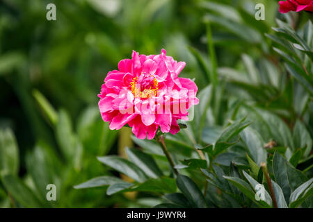 Rosa peonia (Paeonia lactiflora) con ciuffo di stami gialli che crescono in un giardino inglese confine in tarda primavera e inizio estate, Surrey, sud-est dell'Inghilterra, Regno Unito Foto Stock