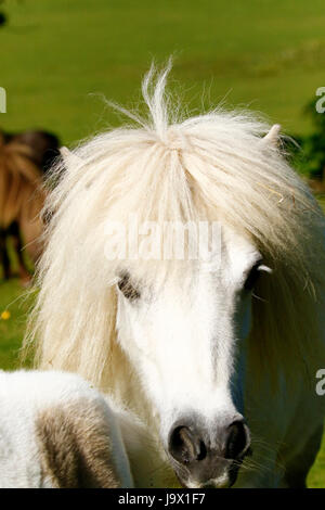 Miniatura Pony grigio Mare Foto Stock