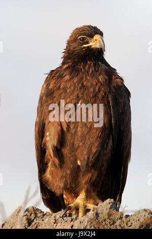 Le Galapagos hawk (Buteo galapagoensis) seduto sulla roccia, Punta Suarez, Espanola, Isole Galapagos, Ecuador Foto Stock