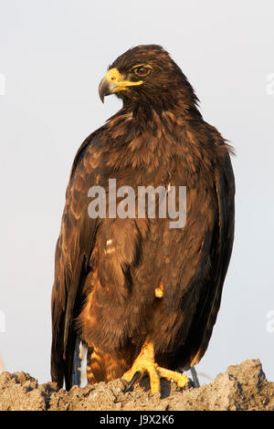 Le Galapagos hawk (Buteo galapagoensis) seduto sulla roccia, Punta Suarez, Espanola, Isole Galapagos, Ecuador Foto Stock