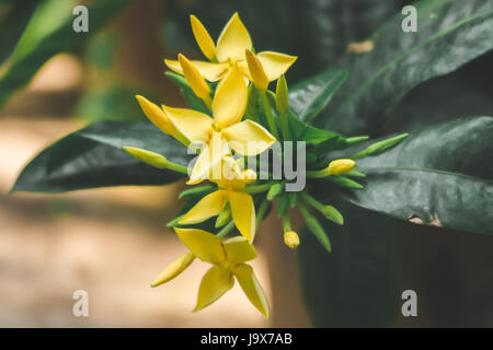 Ixora giallo fiore in giardino Foto Stock