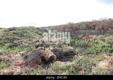 Sligo (kilkenny) bosco bruciato dopo l'incendio di boschi Foto Stock