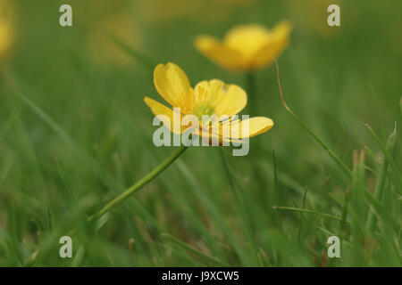 Giallo Ranuncolo strisciante fiore, Ranunculus repens, che fiorisce in estate il sole su un naturale erba verde dello sfondo. Foto Stock