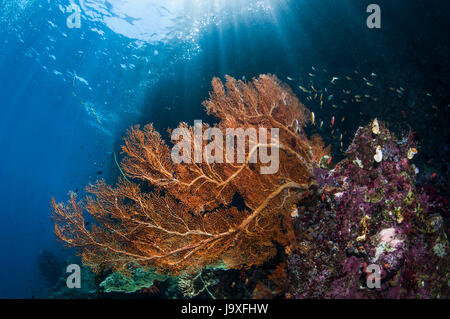 [Gorgonia Annella mollis] sul versante della barriera corallina. Papua occidentale, in Indonesia. Foto Stock