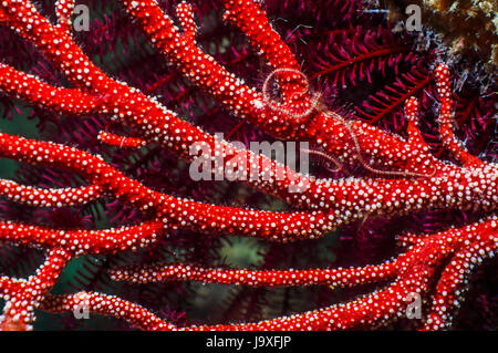 In prossimità di una gorgonia. Indonesia. Foto Stock