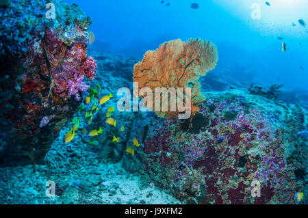 Gorgonia mare fan [Suberegorgia mollis] e una piccola scuola di Kasmira lutiani [Lutjanus kasmira] con massi di granito. Isole Similan, Mare delle Andamane Foto Stock