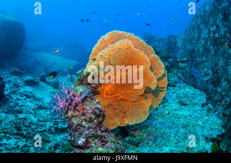 Gorgonia mare fan [Suberegorgia mollis] sui massi di granito. Isole Similan, sul Mare delle Andamane, Thailandia. Foto Stock