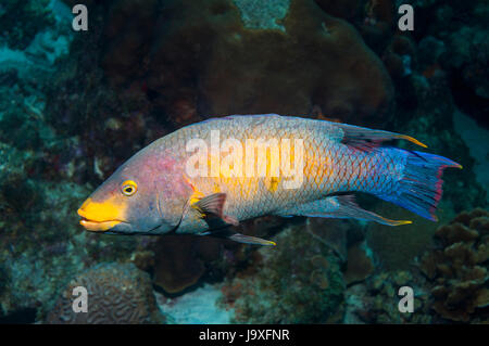 Hogfish spagnolo (Bodianus rufus). Bonaire, Antille olandesi, dei Caraibi e Oceano Atlantico. Foto Stock