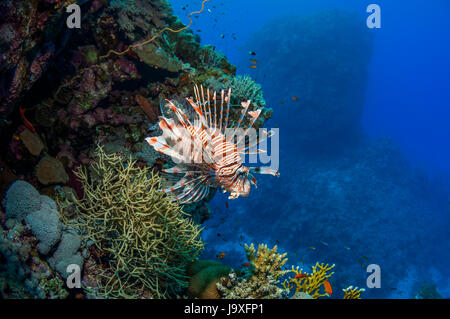 Leone comune [pterois volitans]. Egitto, Mar Rosso. Foto Stock