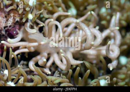 Nudibranch: Phyllodesmium briareum. Komodo, Indonesia. Foto Stock