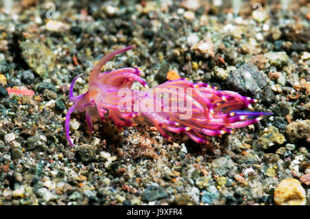 Nudibranch - Flabelina rubrolineata. Rinca, Parco Nazionale di Komodo, Indonesia. Foto Stock