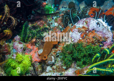 Nudibranch [Ceratosoma gracillimum] sulla barriera corallina con squiirts mare e stelle piuma. Indonesia. Foto Stock