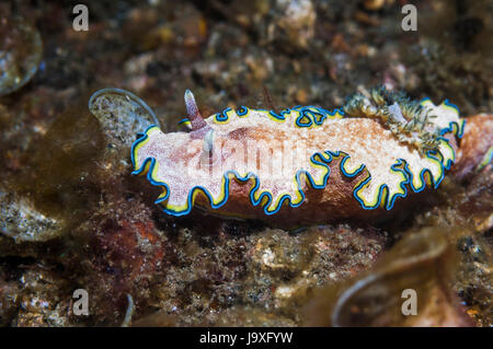 Nudibranch - Glossodoris ciincta. Superfamiglia Cryptobranchia, famiglia Chromodorididae. Lembeh strait, Nord Sulawesi, Indonesia. Foto Stock