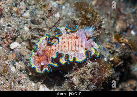 Nudibranch - Glossodoris ciincta. Superfamiglia Cryptobranchia, famiglia Chromodorididae. Lembeh strait, Nord Sulawesi, Indonesia. Foto Stock