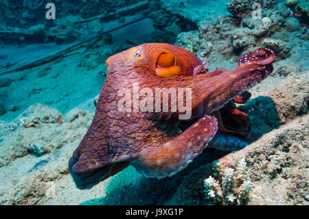 Reef octopus [Octopus cyanea] nuoto. Egitto, Mar Rosso. Foto Stock