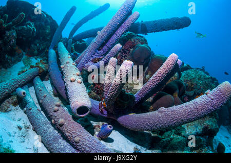 Stufa-pipe spugna (Aplysina archeri). Bonaire, Antille olandesi, dei Caraibi e Oceano Atlantico. Foto Stock