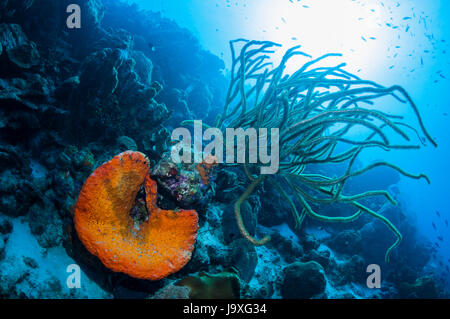 Orange a orecchio di elefante (spugna Agelas clathrodes) e una gorgonia (Plexaurella nutans). Bonaire, Antille olandesi, dei Caraibi e Oceano Atlantico. Foto Stock