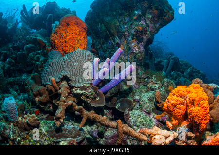 Coral reef paesaggi con Orange a orecchio di elefante spugne (Agelas clathrodes), una stufa-pipe spugna (Aplysina archeri) e cervello di Boulder coral (Colpophyllia Foto Stock