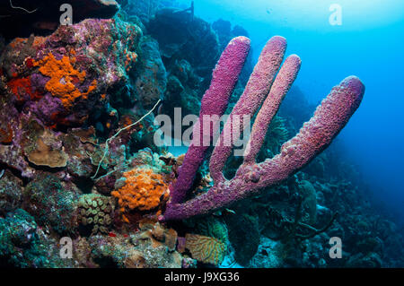 Stufa-pipe spugna (Aplysina archeri). Bonaire, Antille olandesi, dei Caraibi e Oceano Atlantico. Foto Stock