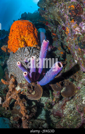 Coral reef paesaggi con Orange a orecchio di elefante spugne (Agelas clathrodes), una stufa-pipe spugna (Aplysina archeri), tubo marrone (spugna Agelas conifera) Foto Stock