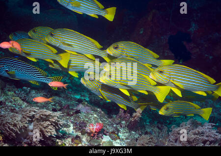 Giallo-nastro (sweetlips Plectorhinchus polytaenia). Indonesia. (Acquisizione digitale). Foto Stock