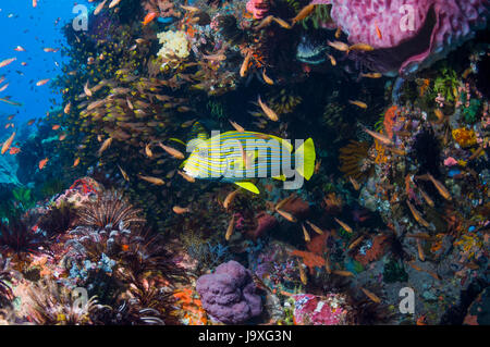 Nastro sweetlips [Plectorhinchus polytaenia] con una scuola di Cardinalfish. Indonesia. Foto Stock