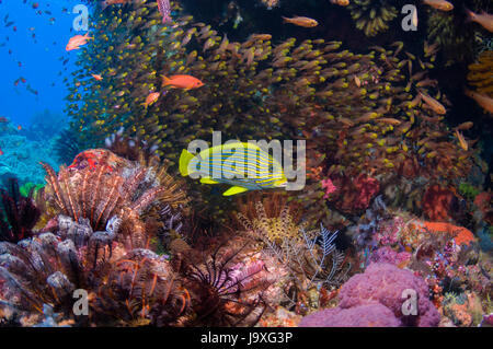 Nastro sweetlips [Plectorhinchus polytaenia] con una scuola di Cardinalfish featherstars e. Indonesia. Foto Stock