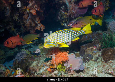 Nastro sweetlips [Plectorhinchus polytaenia]. Indonesia. Foto Stock